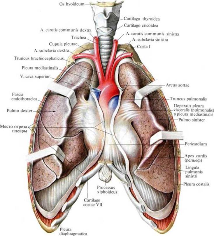 Пазухи перикарда картинки